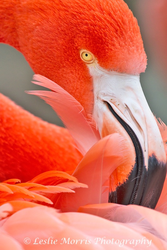 Flamingo Preening - ID: 13113890 © Leslie J. Morris