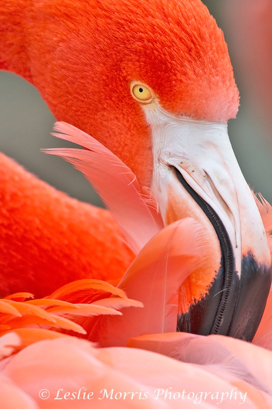 Flamingo Preening