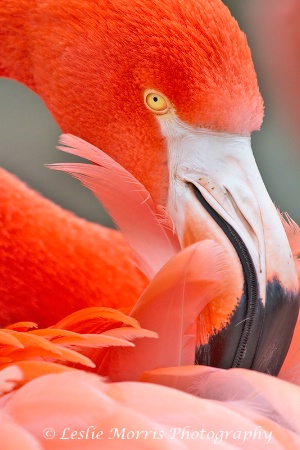 Flamingo Preening