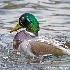 © Leslie J. Morris PhotoID # 13114014: Mallard