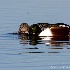 © Leslie J. Morris PhotoID # 13114224: Northern Shoveler Pair