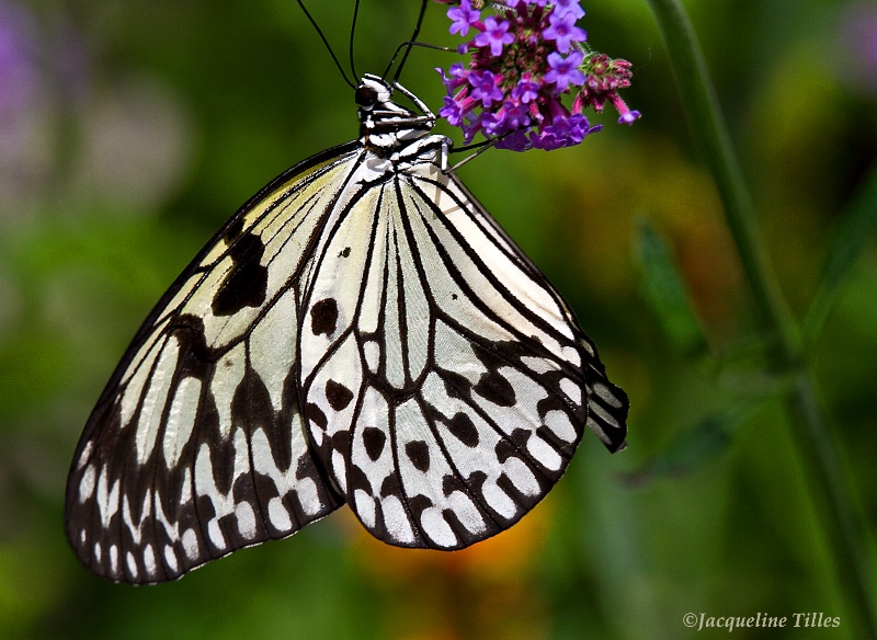 Paper Kite Butterfly - ID: 13114270 © Jacqueline A. Tilles