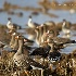 © Leslie J. Morris PhotoID # 13114300: Greater White-fronted Geese
