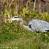© Leslie J. Morris PhotoID # 13114303: Great Blue Heron