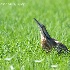 © Leslie J. Morris PhotoID # 13114398: American Bittern