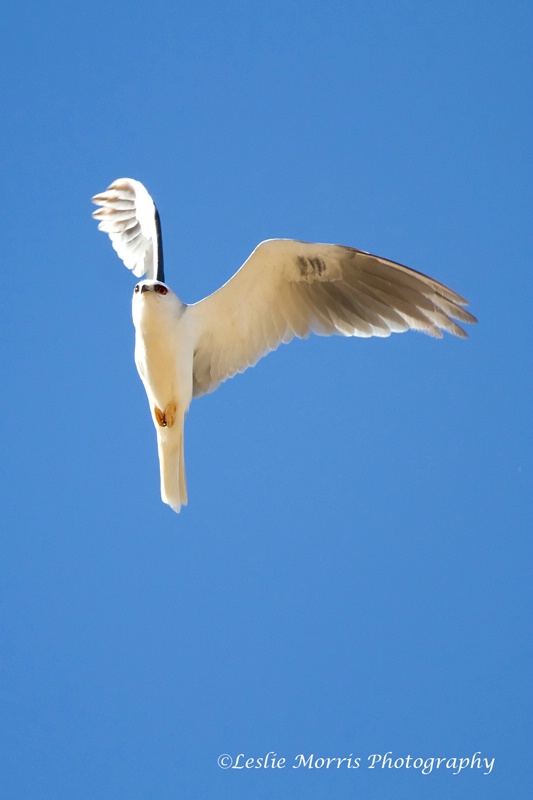 White-Tailed Kite - ID: 13114656 © Leslie J. Morris