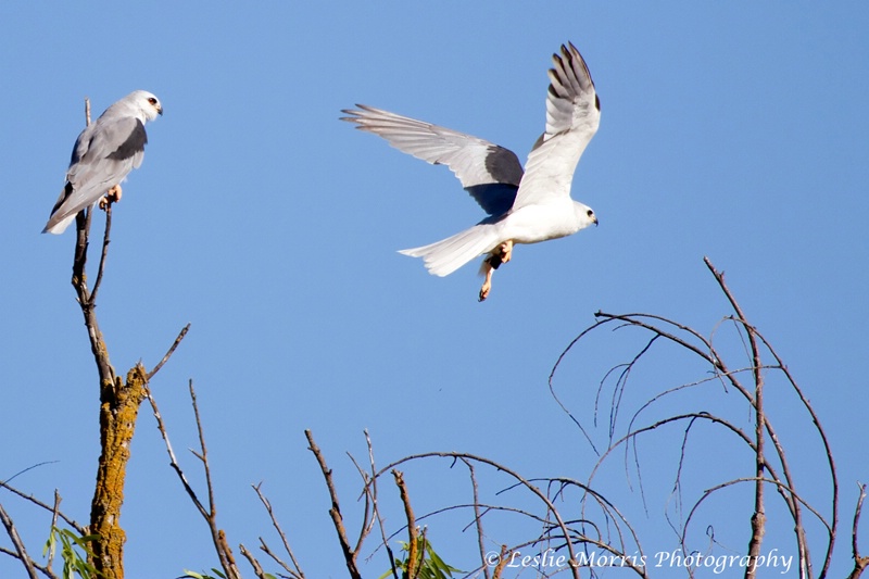 White-Tailed Kites - ID: 13114657 © Leslie J. Morris