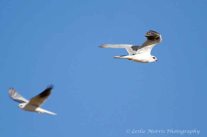 White-Tailed Kites - ID: 13114663 © Leslie J. Morris
