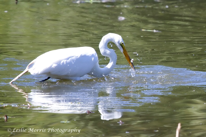 Great White Egret - ID: 13114738 © Leslie J. Morris