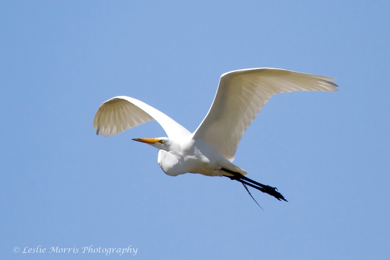 Great White Egret - ID: 13114739 © Leslie J. Morris