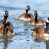 © Leslie J. Morris PhotoID # 13114792: Small Curious Canada Goose Flock