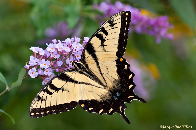 Tiger Swallowtail on Butterfly Bush - ID: 13115064 © Jacqueline A. Tilles