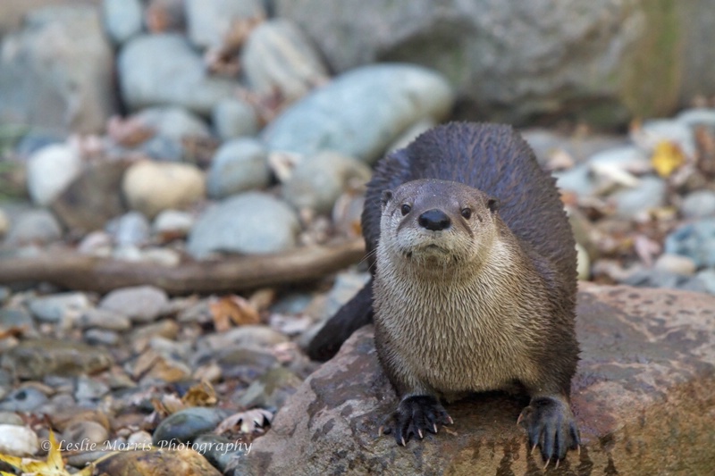 North American River Otter - ID: 13115065 © Leslie J. Morris