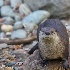 © Leslie J. Morris PhotoID # 13115065: North American River Otter