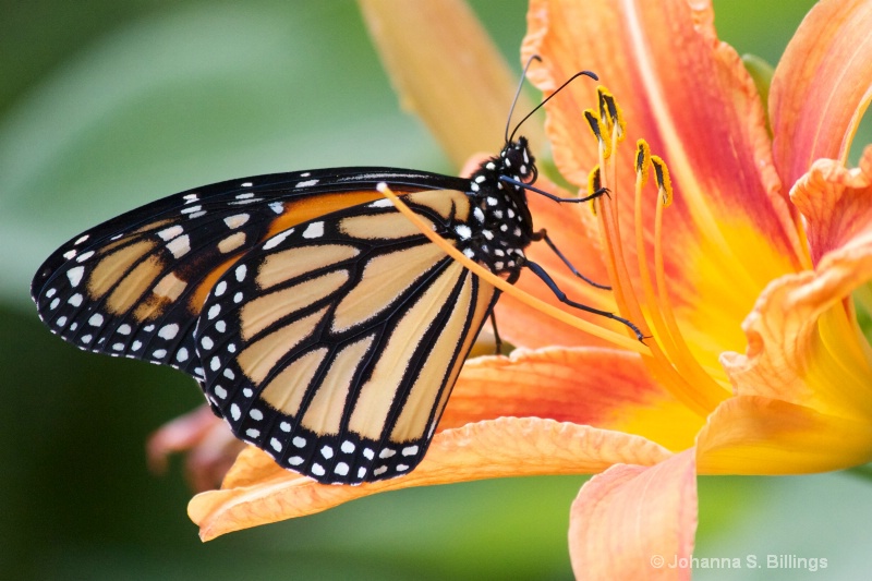 Monarch and Pollen