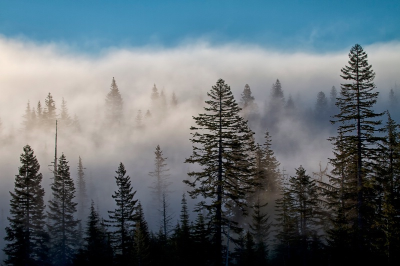 Forest Mist