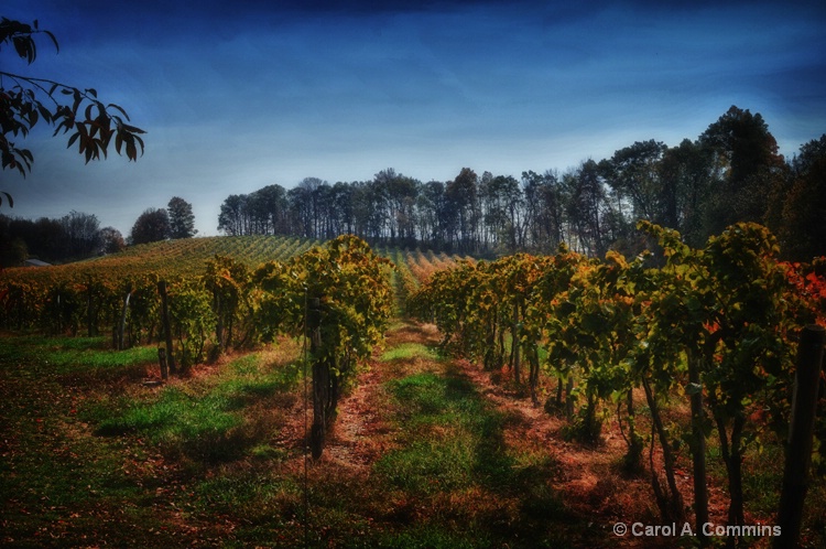 Fall Morning In The Vineyard