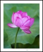 Lotus Flower