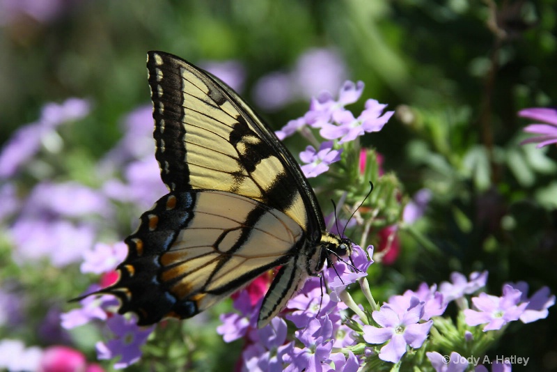 Tiger Swallowtail Butterfly - ID: 13116826 © Jody A. Hatley