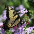 © Jody A. Hatley PhotoID # 13116826: Tiger Swallowtail Butterfly
