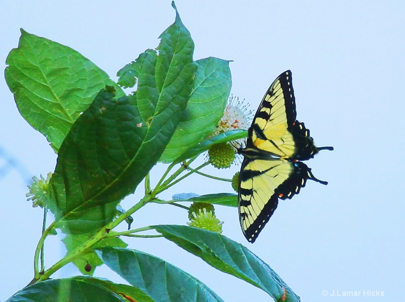 Swallowtail butterfly feeding-milk-thistle