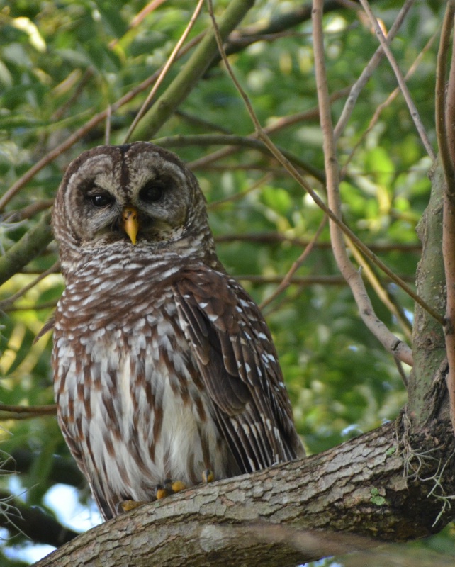 Barred Owl - ID: 13117298 © Paula E. Marsili