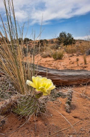 Desert Beauty