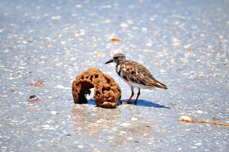 Checking out a sponge