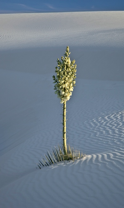 Soapstone Yucca