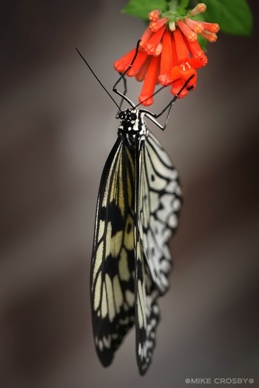 Butterfly on Flower ...