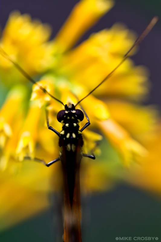 Butterfly on Flower ...