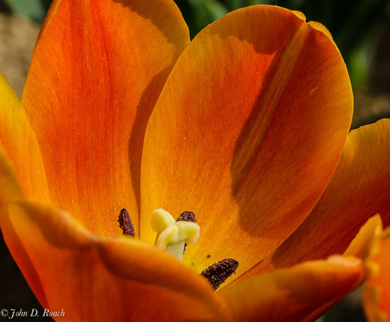 Orange Tulip Study