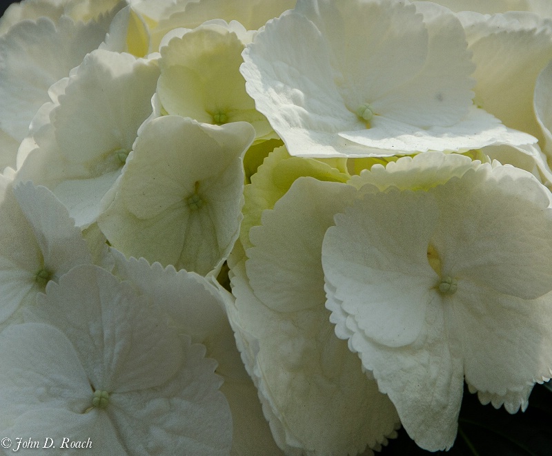 White Spring Flowers 1b