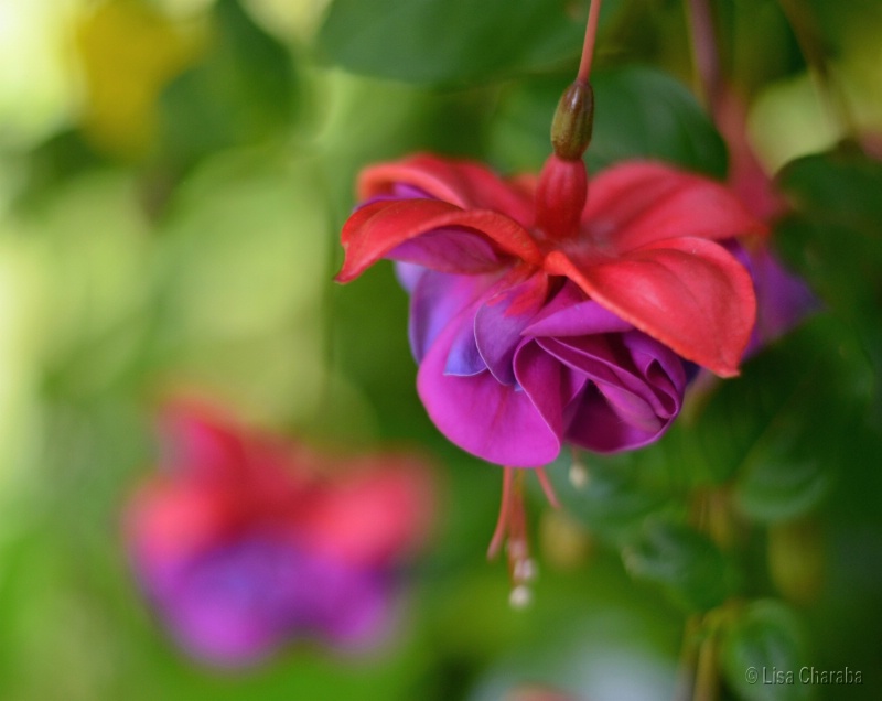 Fabulous Fuschia Flower