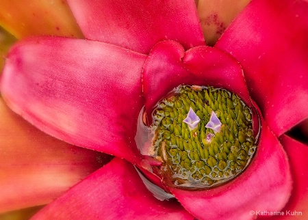 Blushing Bromeliad
