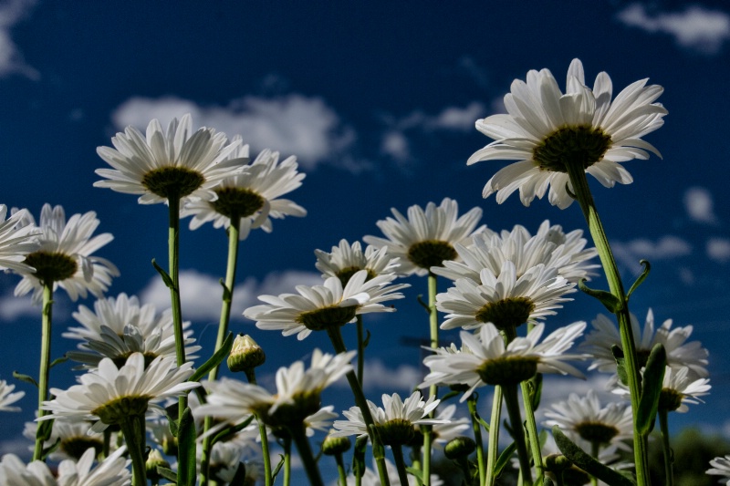 Daisy Clouds