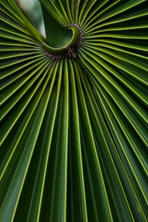 Like a Pin Wheel
