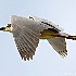 © Leslie J. Morris PhotoID # 13118978: Black-Crowned Night Heron