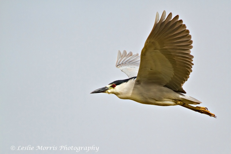 Black-Crowned Night Heron - ID: 13118980 © Leslie J. Morris