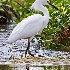 © Leslie J. Morris PhotoID # 13118988: Smowy Egret