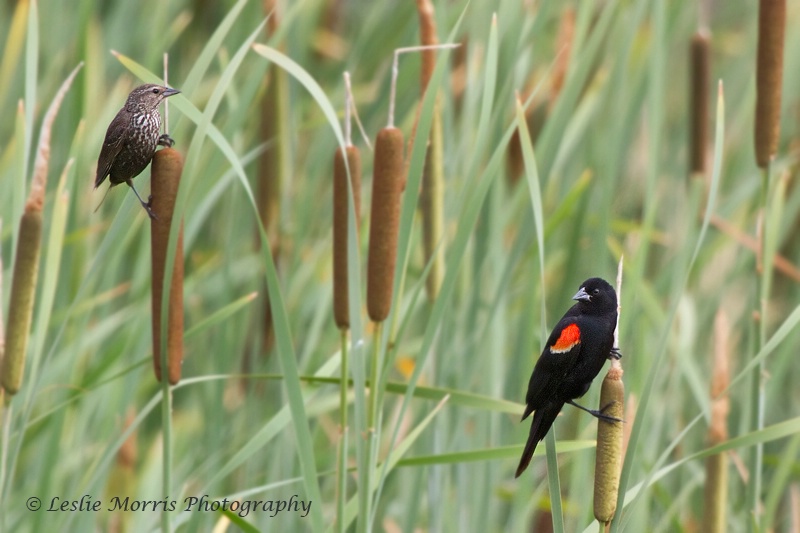 Pair of Red-winged Blackbirds - ID: 13119028 © Leslie J. Morris