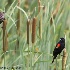 © Leslie J. Morris PhotoID # 13119028: Pair of Red-winged Blackbirds