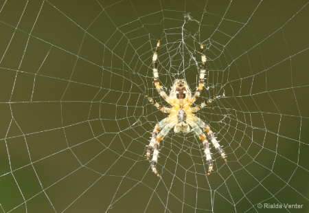 Do: Spider Web