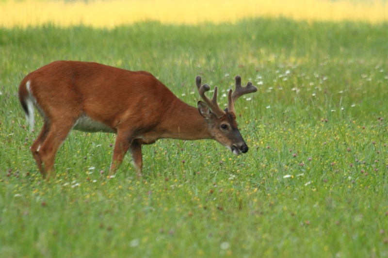 White Tail, Great Smoky Mountains N.P., 5.27.12 - ID: 13119116 © Michael S. Couch