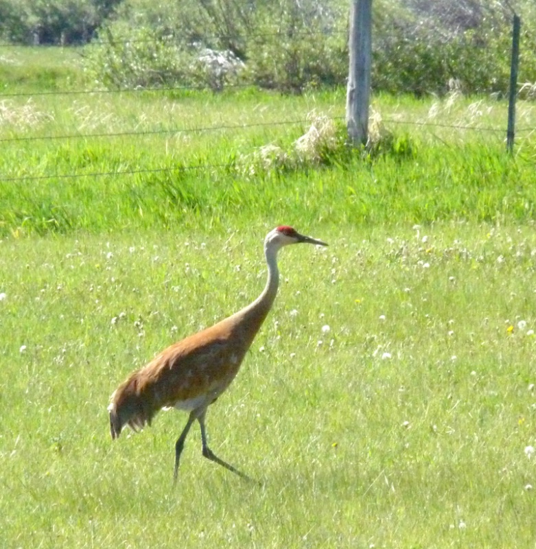 Sandhill Crane - Victor, ID - ID: 13119155 © John Tubbs