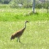 2Sandhill Crane - Victor, ID - ID: 13119155 © John Tubbs