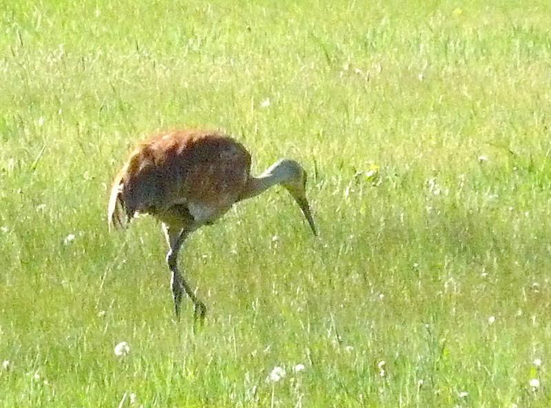 Sandhill Crane - Victor, ID