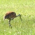 2Sandhill Crane - Victor, ID - ID: 13119156 © John Tubbs