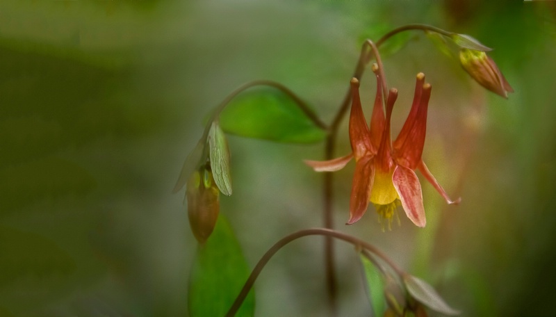 Columbines In the Shade