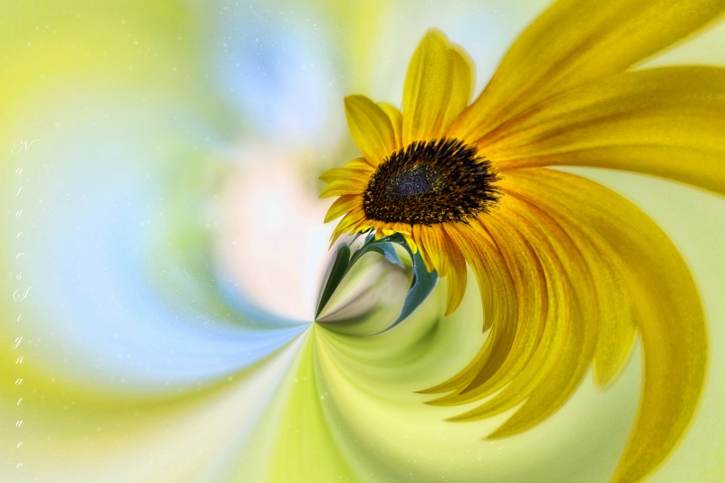 ~ Sunflower Dreams ~ - ID: 13119279 © Trudy L. Smuin